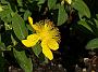 Hypericum calycinum